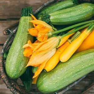 Çalı tipi kabak tohumu Atalık grey zucchini