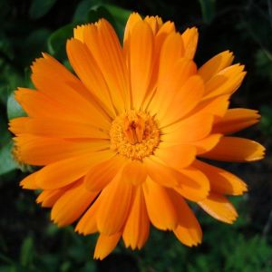 Şifalı ayni safa çiçeği tohumu calendula officinalis