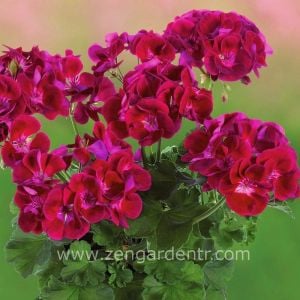Şarap kırmızı gözlü sardunya grandeur classic wine red