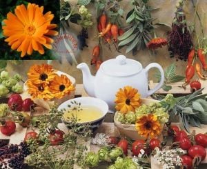 Şifalı ayni safa çiçeği tohumu calendula officinalis