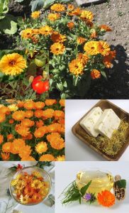 Şifalı ayni safa çiçeği tohumu calendula officinalis