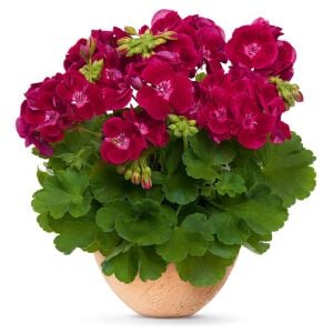 Şarap kırmızı gözlü sardunya grandeur classic wine red