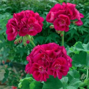 Şarap kırmızı gözlü sardunya grandeur classic wine red