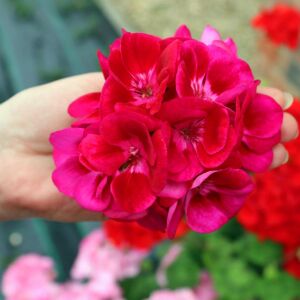 Şarap kırmızı gözlü sardunya grandeur classic wine red