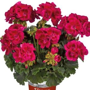 Şarap kırmızı gözlü sardunya grandeur classic wine red