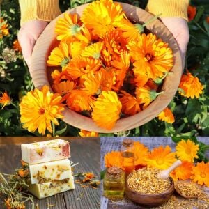 Şifalı ayni safa çiçeği tohumu calendula officinalis