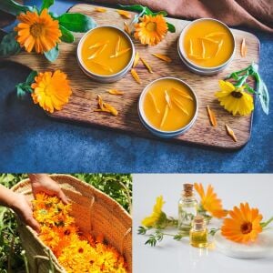 Şifalı ayni safa çiçeği tohumu calendula officinalis