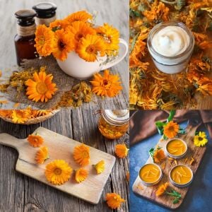 Şifalı ayni safa çiçeği tohumu calendula officinalis