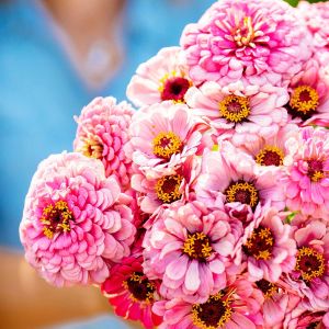 Illumination zinnia tohumu kirli hanım çiçeği zinya