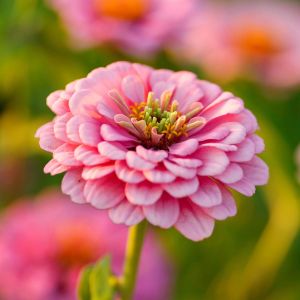 Illumination zinnia tohumu kirli hanım çiçeği zinya