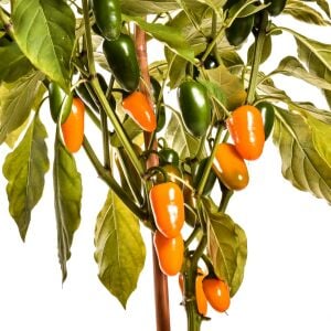 Balkabağı portakal renkli jalapeno biber tohumu pumpkin spice