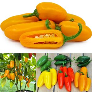 Balkabağı portakal renkli jalapeno biber tohumu pumpkin spice