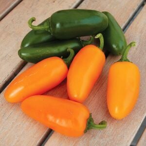 Balkabağı portakal renkli jalapeno biber tohumu pumpkin spice