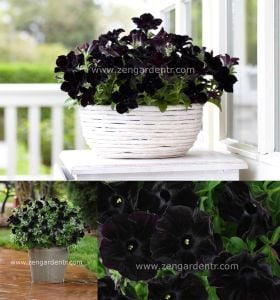 Siyah petunya fidesi pegasus patio back to black