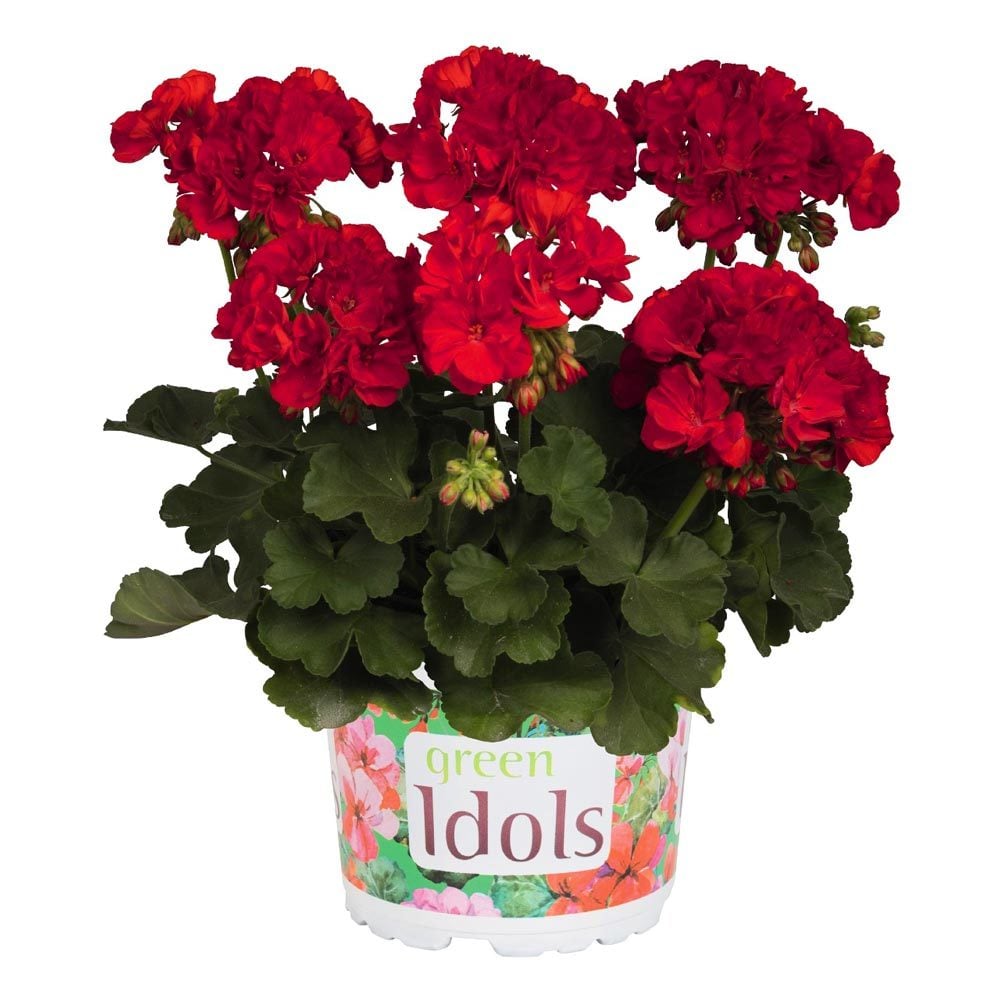 Bayrak kırmızı sardunya fidesi pelargonium grandeur classic red