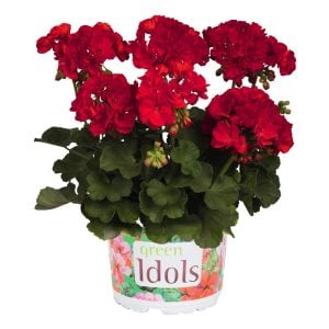 Bayrak kırmızı sardunya fidesi pelargonium grandeur classic red