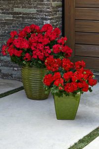 Bayrak kırmızı sardunya fidesi pelargonium grandeur classic red
