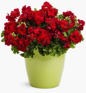 Bayrak kırmızı sardunya fidesi pelargonium grandeur classic red
