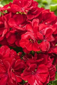 Bayrak kırmızı sardunya fidesi pelargonium grandeur classic red