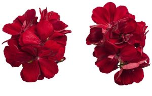 Bayrak kırmızı sardunya fidesi pelargonium grandeur classic red