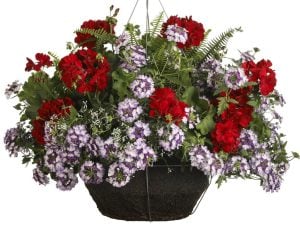 Bayrak kırmızı sardunya fidesi pelargonium grandeur classic red