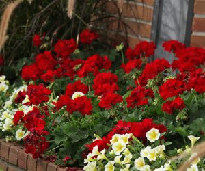 Bayrak kırmızı sardunya fidesi pelargonium grandeur classic red