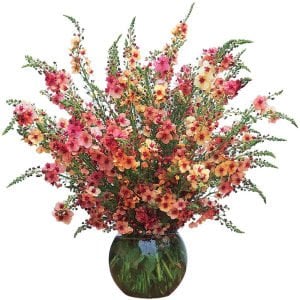 Southern Charm verbascum fidesi sığır kuyruğu çiçeği
