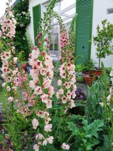 Southern Charm verbascum fidesi sığır kuyruğu çiçeği