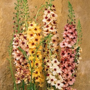 Southern Charm verbascum fidesi sığır kuyruğu çiçeği