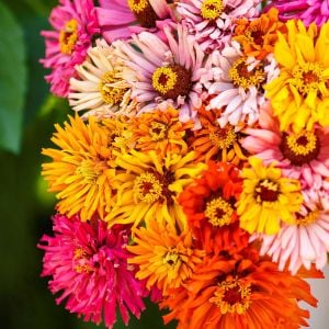 Burpeeana Giants dev zinnia tohumu kirli hanım çiçeği zinya