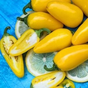 Limon renkli jalapeno biber tohumu lemon spice