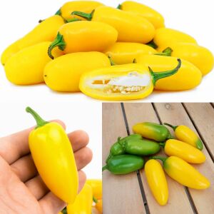 Limon renkli jalapeno biber tohumu lemon spice