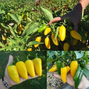 Limon renkli jalapeno biber tohumu lemon spice