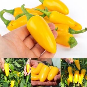 Limon renkli jalapeno biber tohumu lemon spice