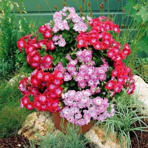Melva pembe canan sardunya fidesi ithal fincan sardunya pink 7 yada 9 cm saksıda