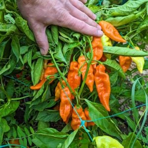 Habanada tatlı habanero biber tohumu