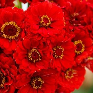 Cherry Queen zinnia tohumu kirli hanım çiçeği zinya