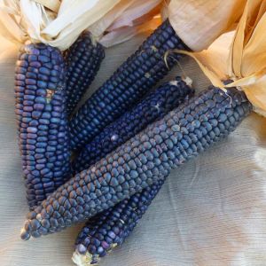 Mavi mısır tohumu atalık  popcorn shaman's blue