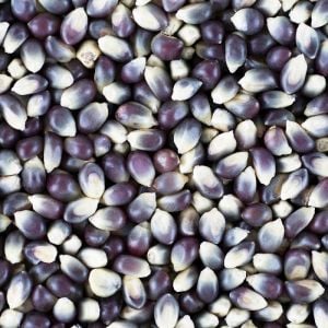 Mavi mısır tohumu atalık  popcorn shaman's blue