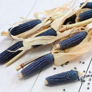 Mavi mısır tohumu atalık  popcorn shaman's blue
