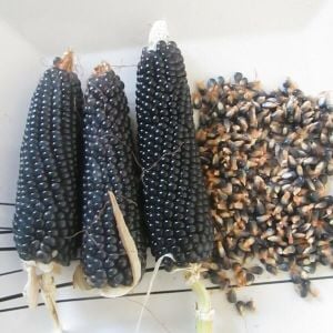 Mavi mısır tohumu atalık  popcorn shaman's blue