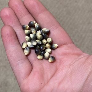 Mavi mısır tohumu atalık  popcorn shaman's blue