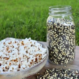 Mavi mısır tohumu atalık  popcorn shaman's blue