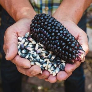 Mavi mısır tohumu atalık  popcorn shaman's blue