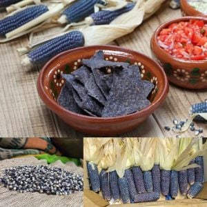 Mavi mısır tohumu atalık  popcorn shaman's blue