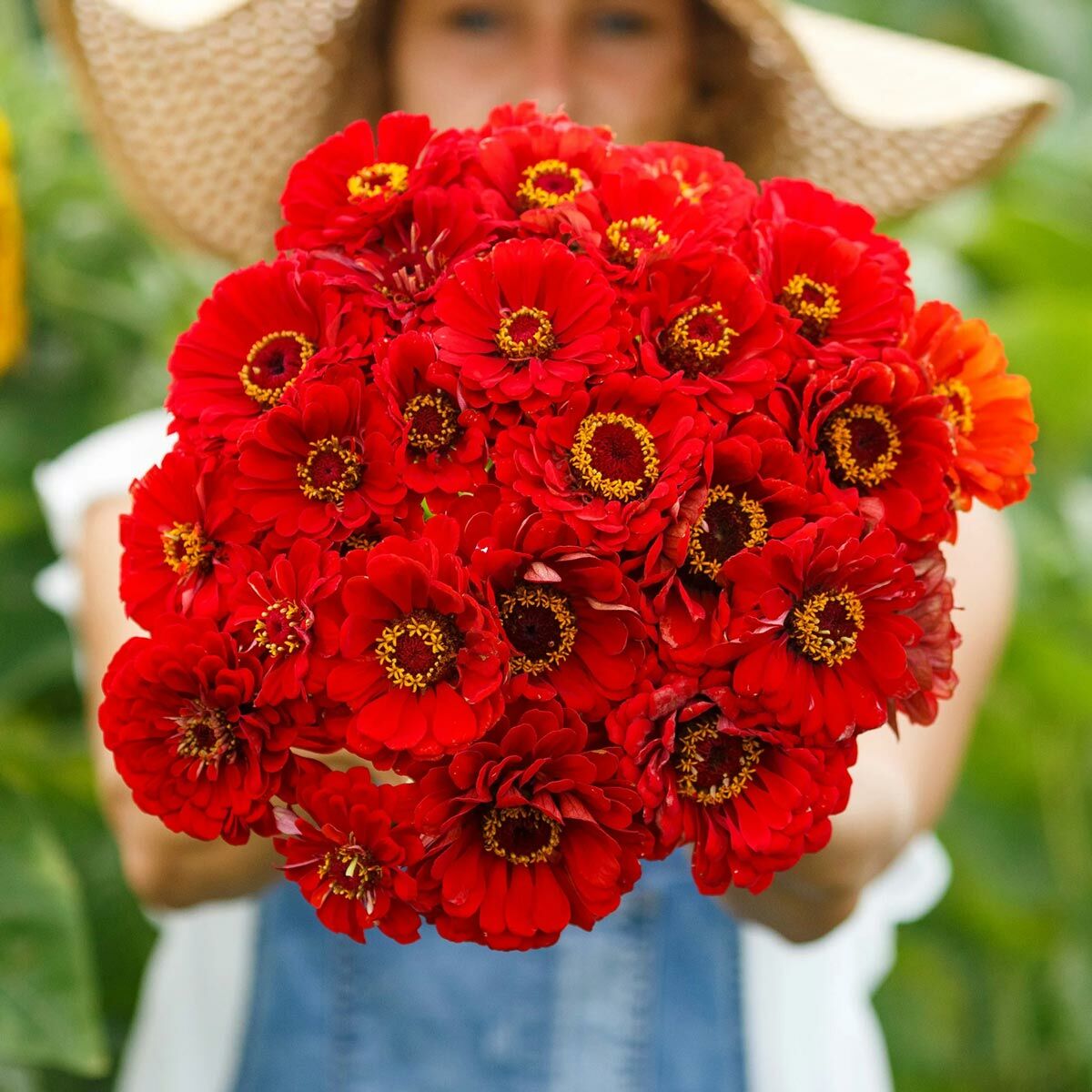 Cherry Queen zinnia tohumu kirli hanım çiçeği zinya