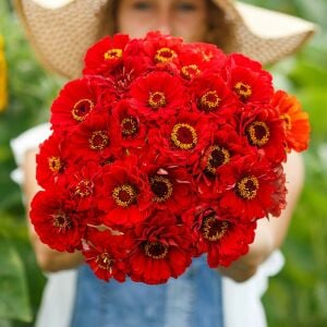 Cherry Queen zinnia tohumu kirli hanım çiçeği zinya
