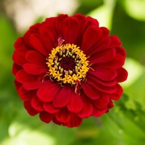 Cherry Queen zinnia tohumu kirli hanım çiçeği zinya