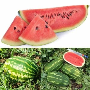 All sweet karpuz tohumu geleneksel all sweet heirloom watermelon seeds