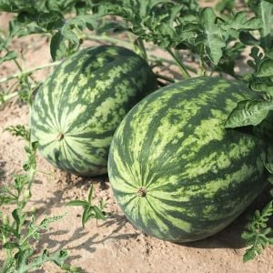All sweet karpuz tohumu geleneksel all sweet heirloom watermelon seeds
